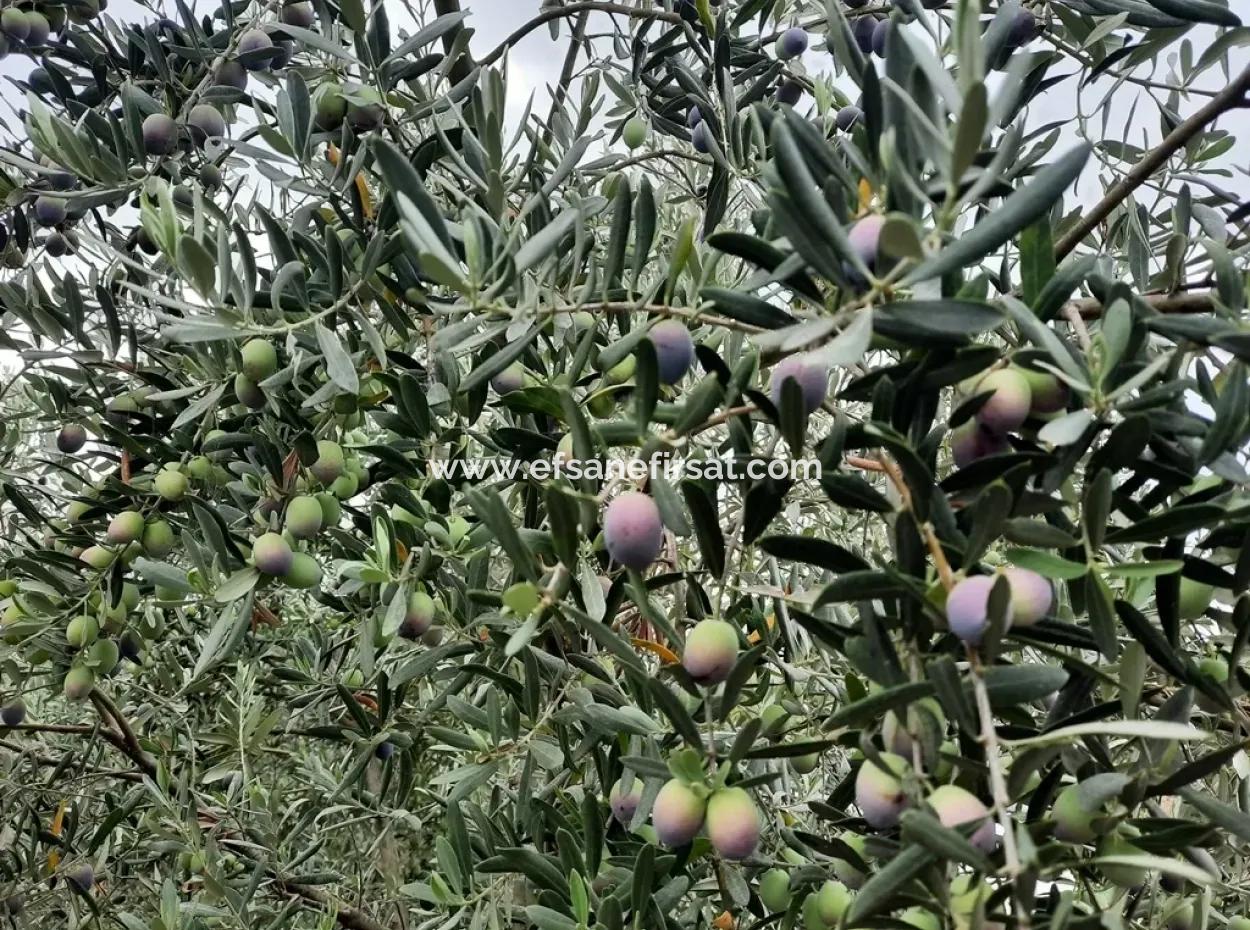 Land Mit Seeblick Zum Verkauf In Köycee'iz Zeytin Bereich
