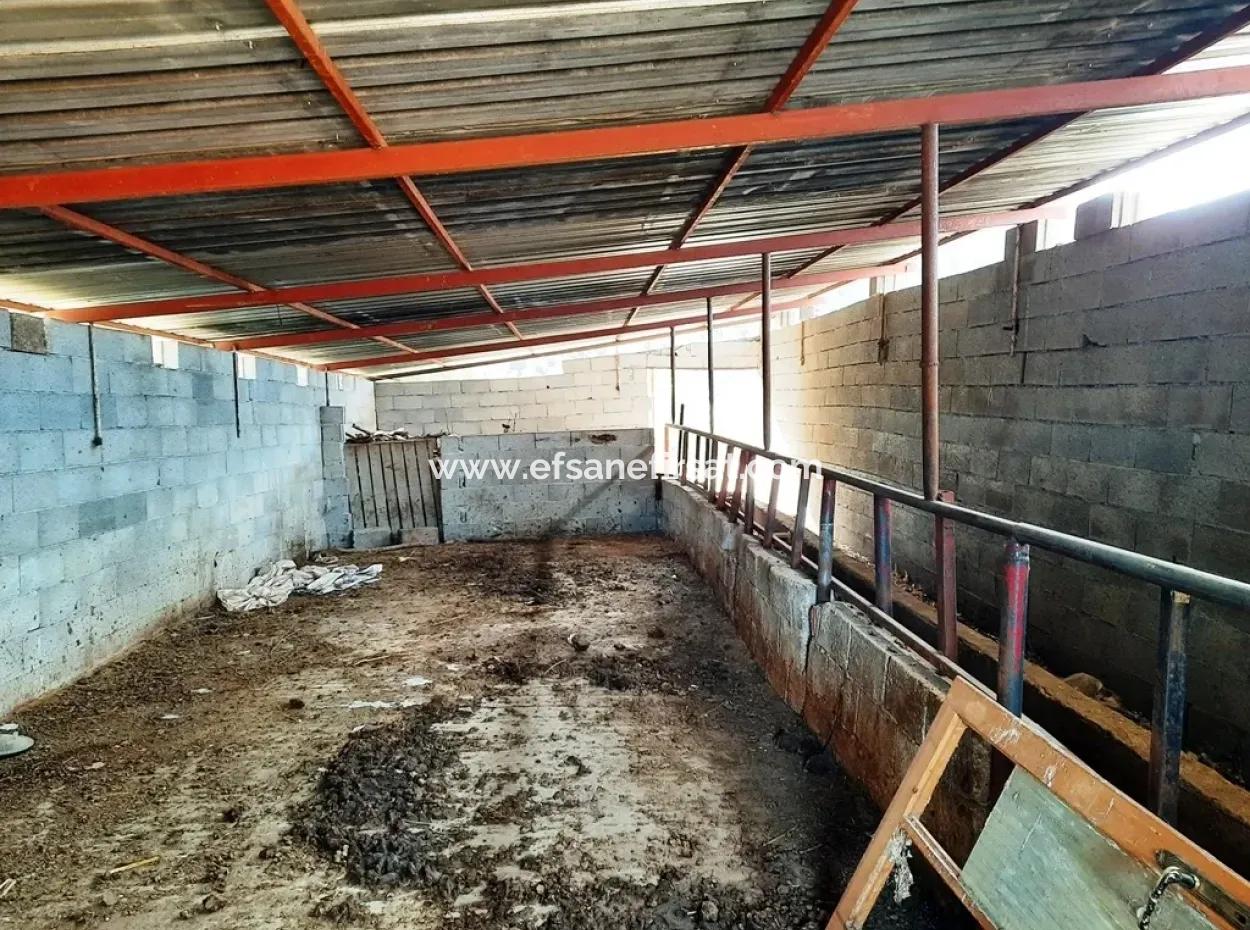 Denizli 'Ameli Cevizli 2 700 M2 Land- Und Dorfhaus Zu Verkaufen