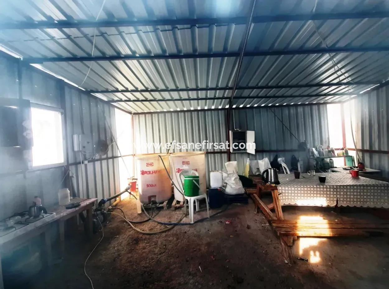 Denizli 'Ameli Yumrutaş Freistehend 4 000 M2 Gewächshaus Zu Verkaufen