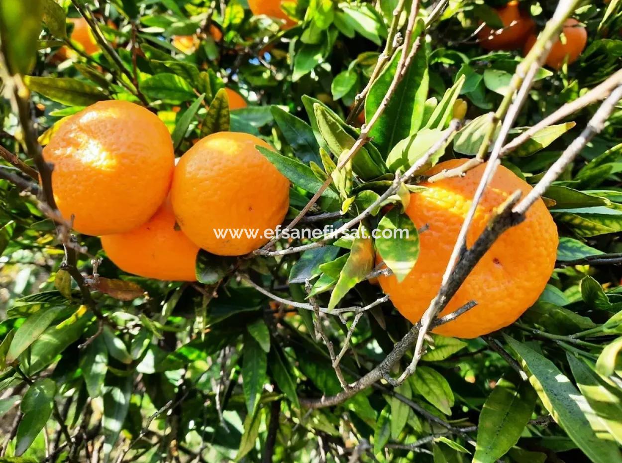 2200 M2 Freistehender Zitrusbaum Zum Verkauf In Köyce-Inz Dögüsbelen