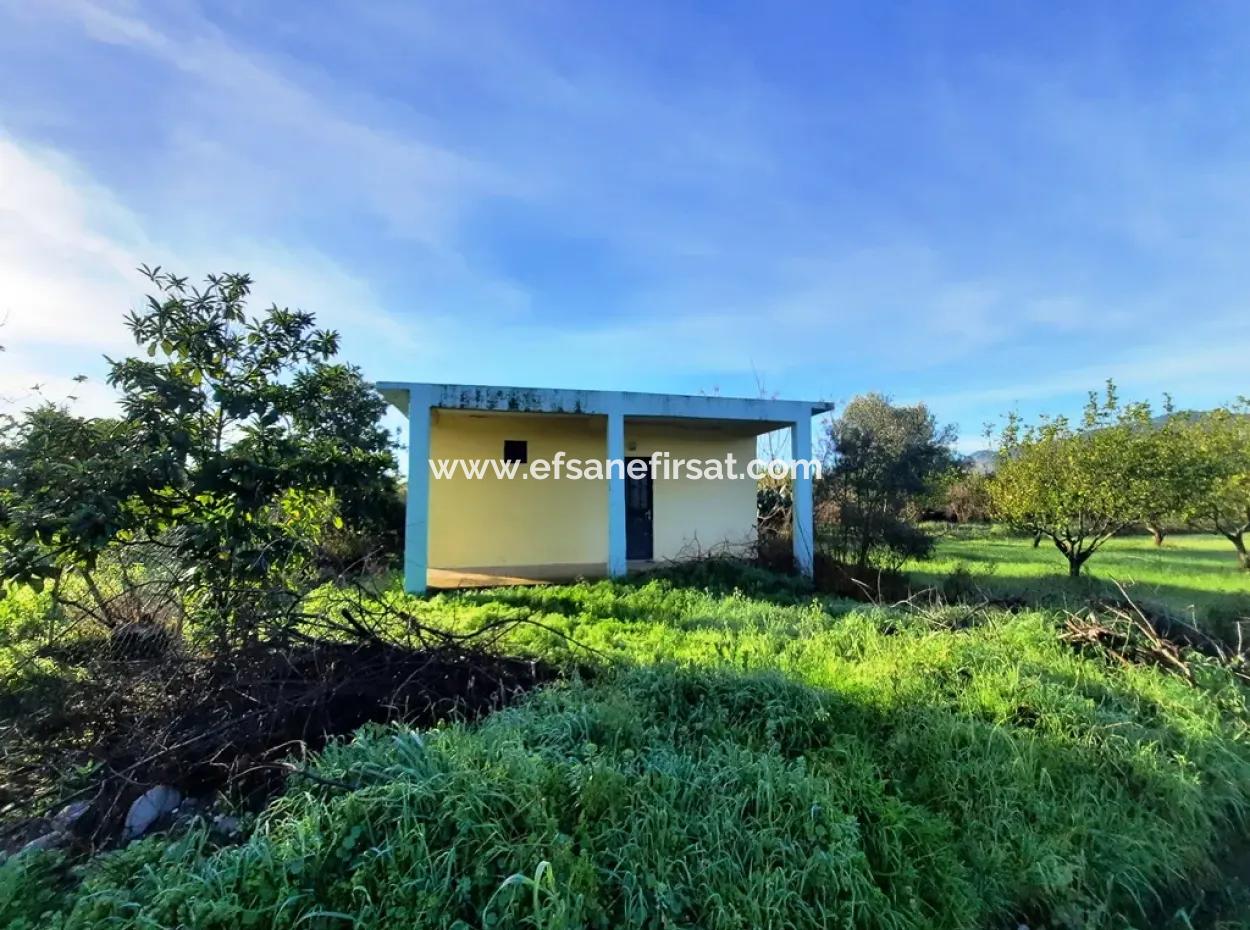 10 000 M2 Freistehender Zitronengarten Zum Verkauf In Ortaca Dalaklı