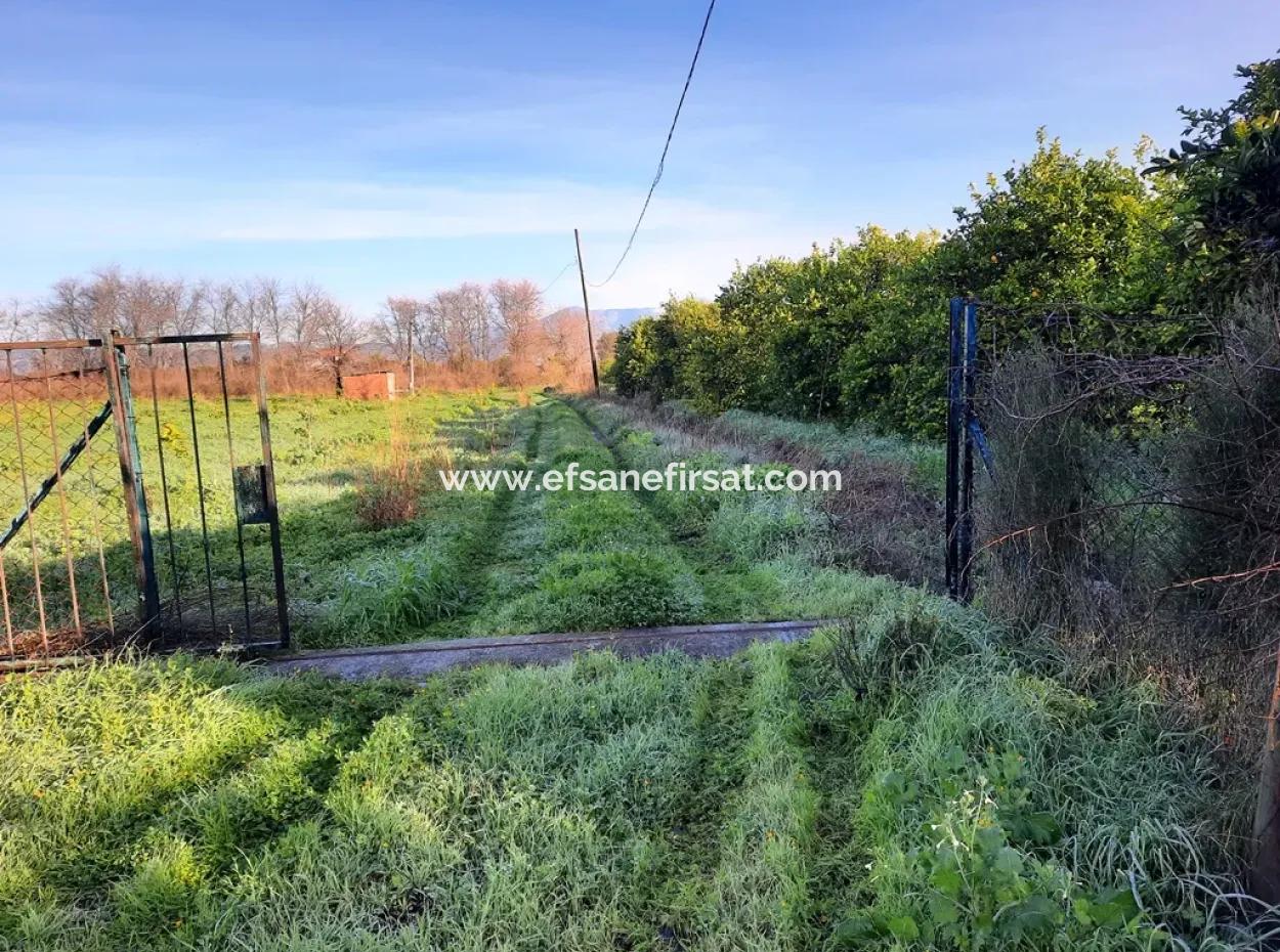 10 000 M2 Freistehender Zitronengarten Zum Verkauf In Ortaca Dalaklı