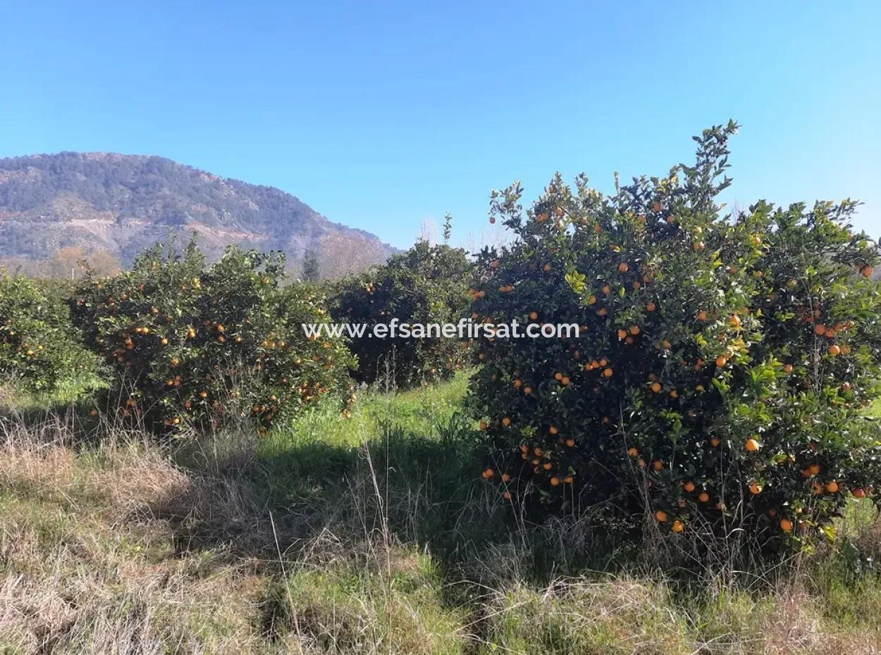 Mugla Archers Haben 250 M2 Baurecht Zum Verkauf Auf 1038 Grundstücken