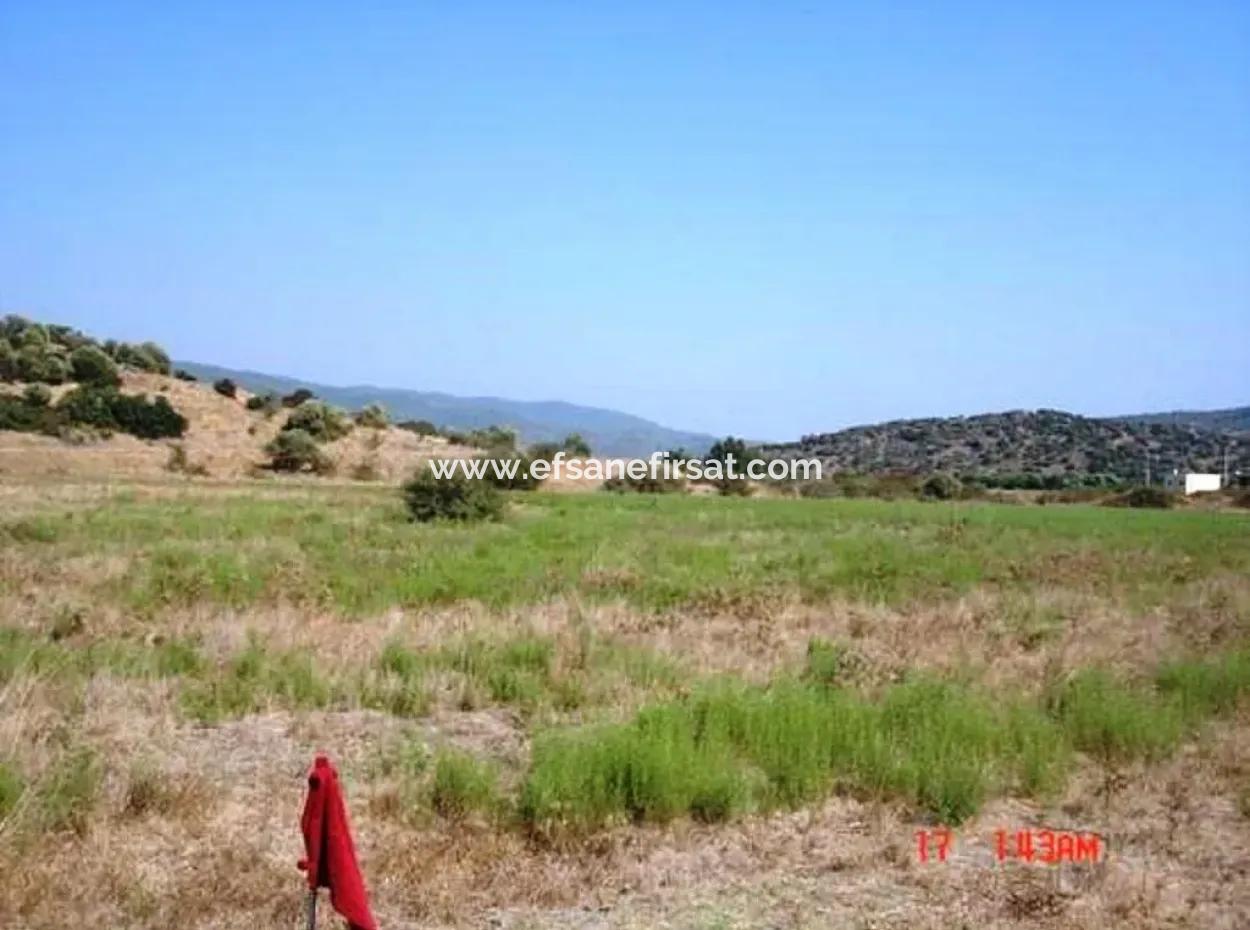 Mugla Milas Farm 10 000 M2 Land Zum Sofortigen Verkauf