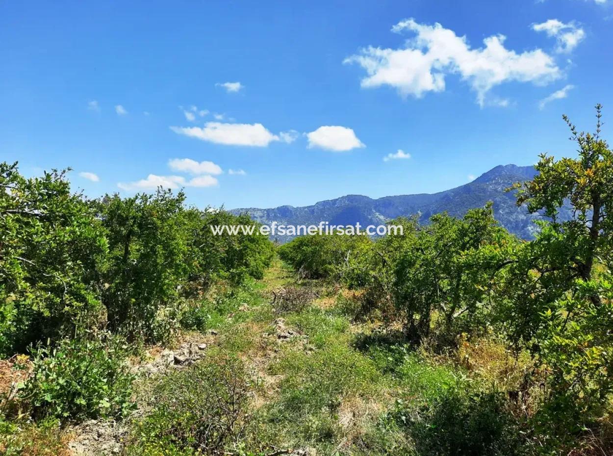 Mugla Dalyan Granatapfelgarten Geeignet Für Null Investition In Den Kanal Zu Verkaufen