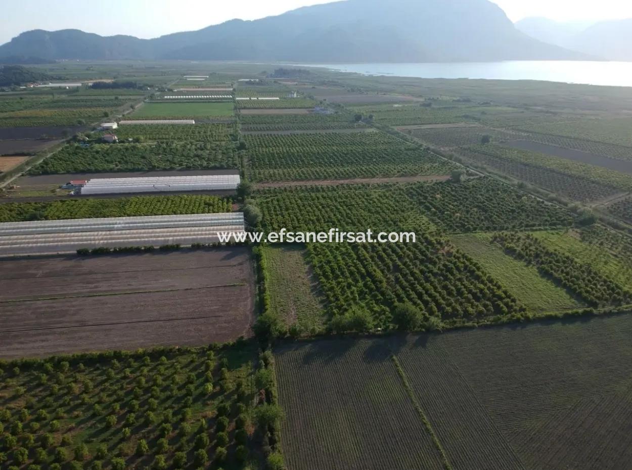 Oriya Eskiköy Zum Verkauf Granatapfel Garten, 10 000 M2