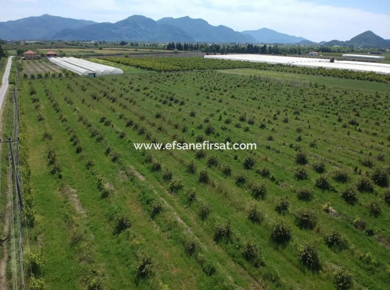 Oriya 26700 M2 Großen, Angelegten Garten Zitrone Eskiköy Auch Zum Verkauf