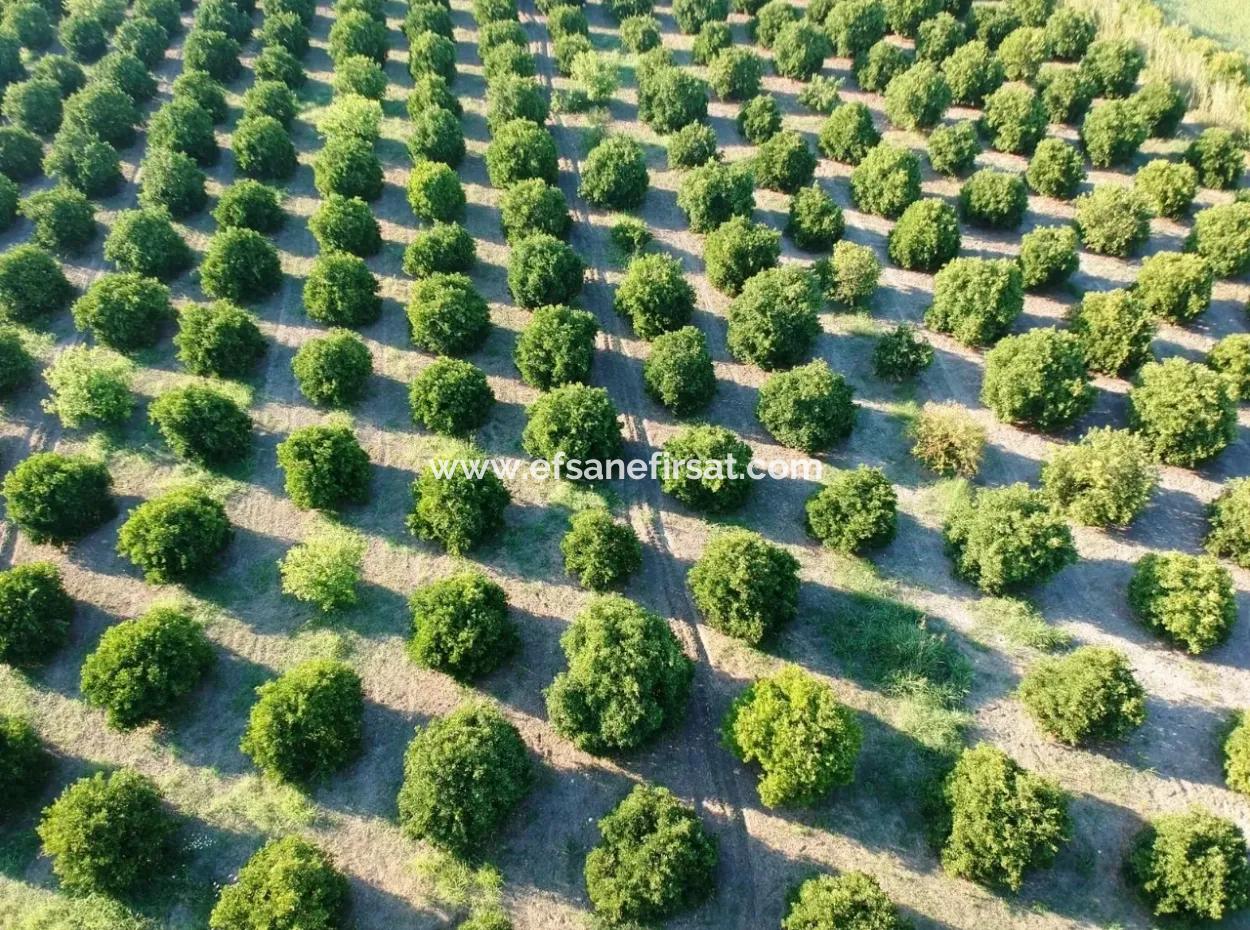 Oriya Tepearasi Zum Verkauf In Zitrus-Garten