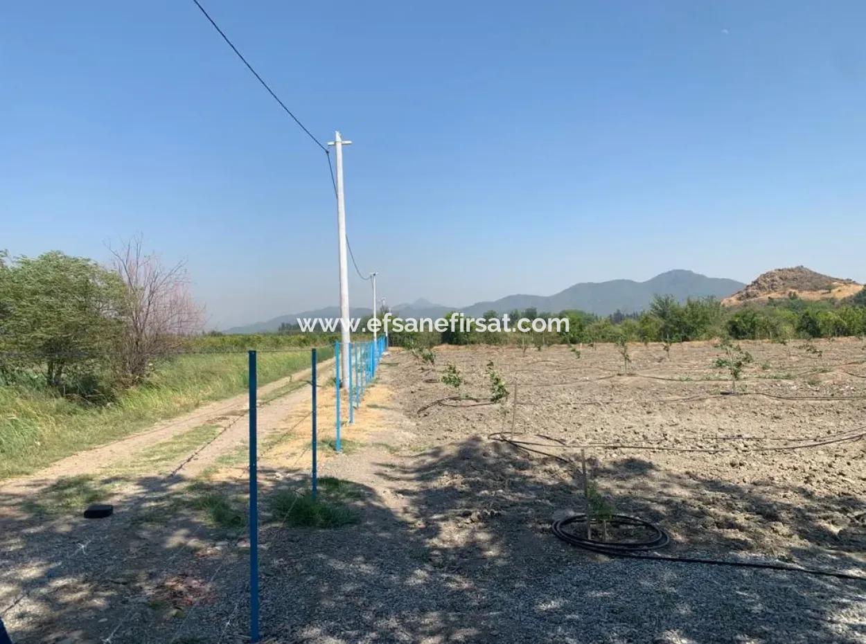 7300 M2 Zitronenfeld Zum Verkauf In Mugla Ortaca Tepearasi