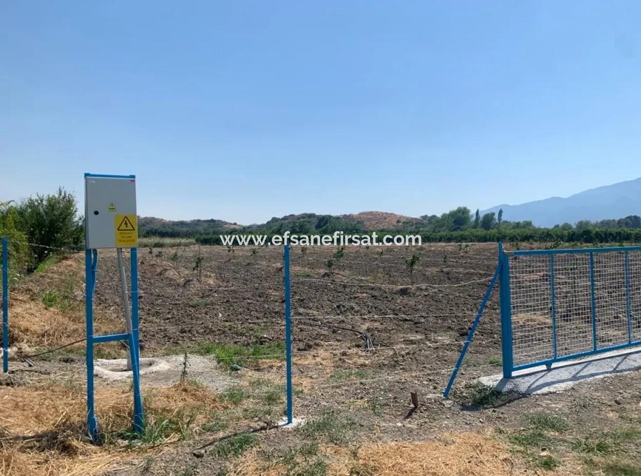 7300 M2 Zitronenfeld Zum Verkauf In Mugla Ortaca Tepearasi