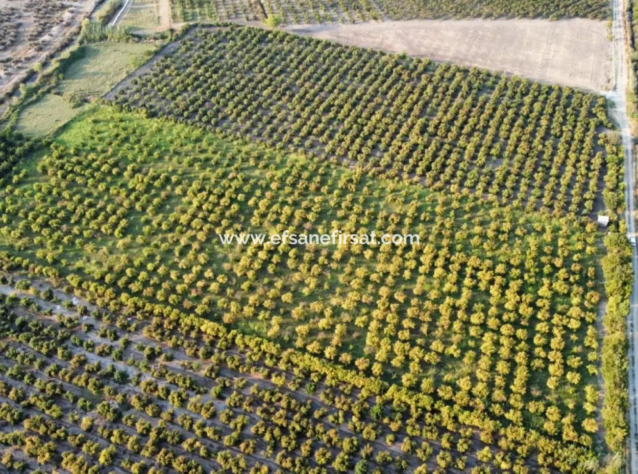 Granatapfelgarten Zum Verkauf In Mugla Ortaca Tepearasi