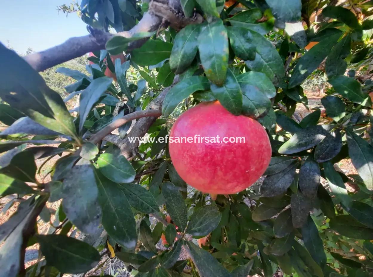 Mugla Ortaca Dalyanda 7520 M2 Maniced Freistehender Granatapfelgarten Zu Verkaufen