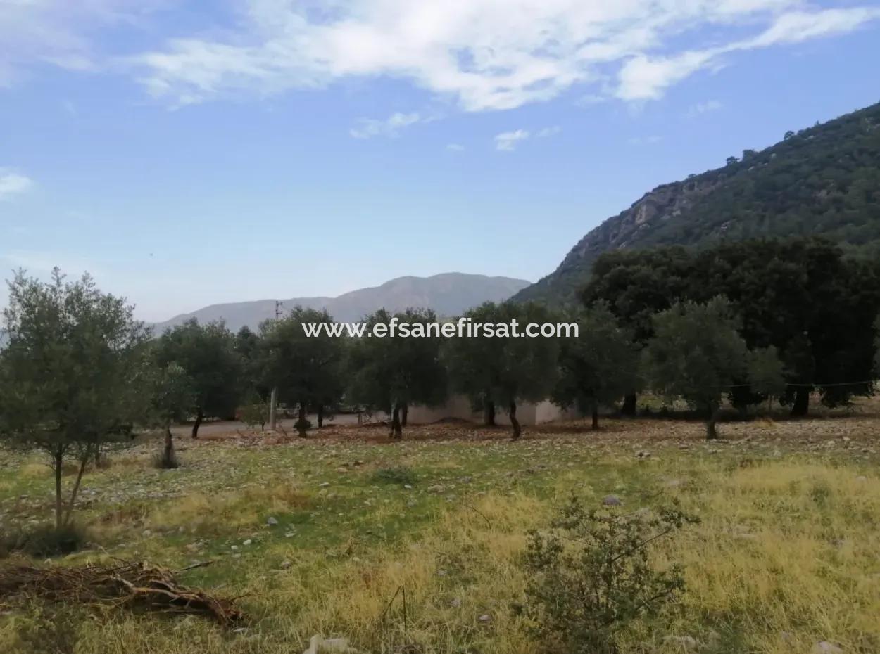 2788 M2 Feld Mit Seeblick Zu Verkaufen In Mugla Köyceğiz Zeytinalanı