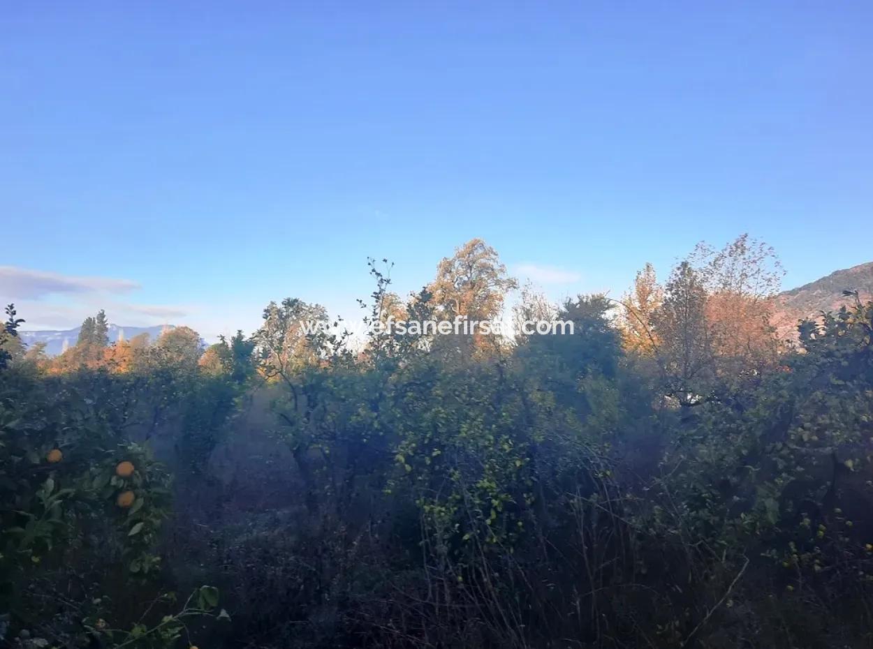 7320 M2 Schnäppchen-Zitronengarten Zum Verkauf In Ortaca Kemaliye