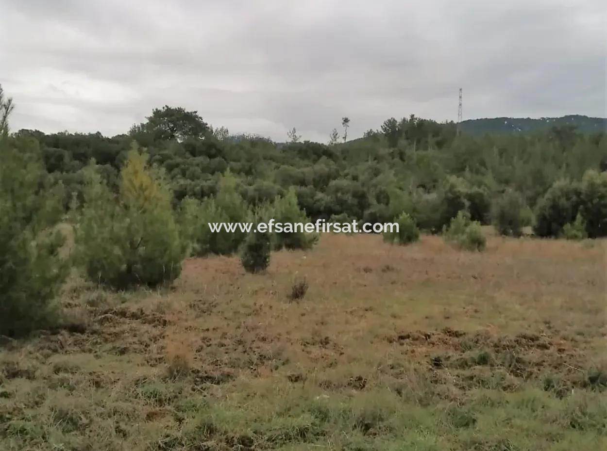 30949 M2 Fruchtbares Feld Zu Verkaufen In Mugla Dalaman Gürleyik
