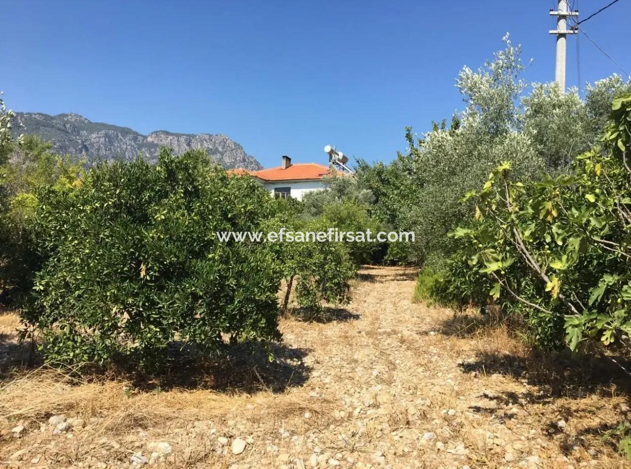 Land Zum Verkauf In Koycegiz Zeytinalani