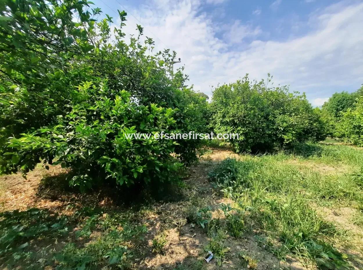 Dorfhaus Zum Verkauf In Ortaca Akıncıda Auf Einem Grundstück Von 2500 M2