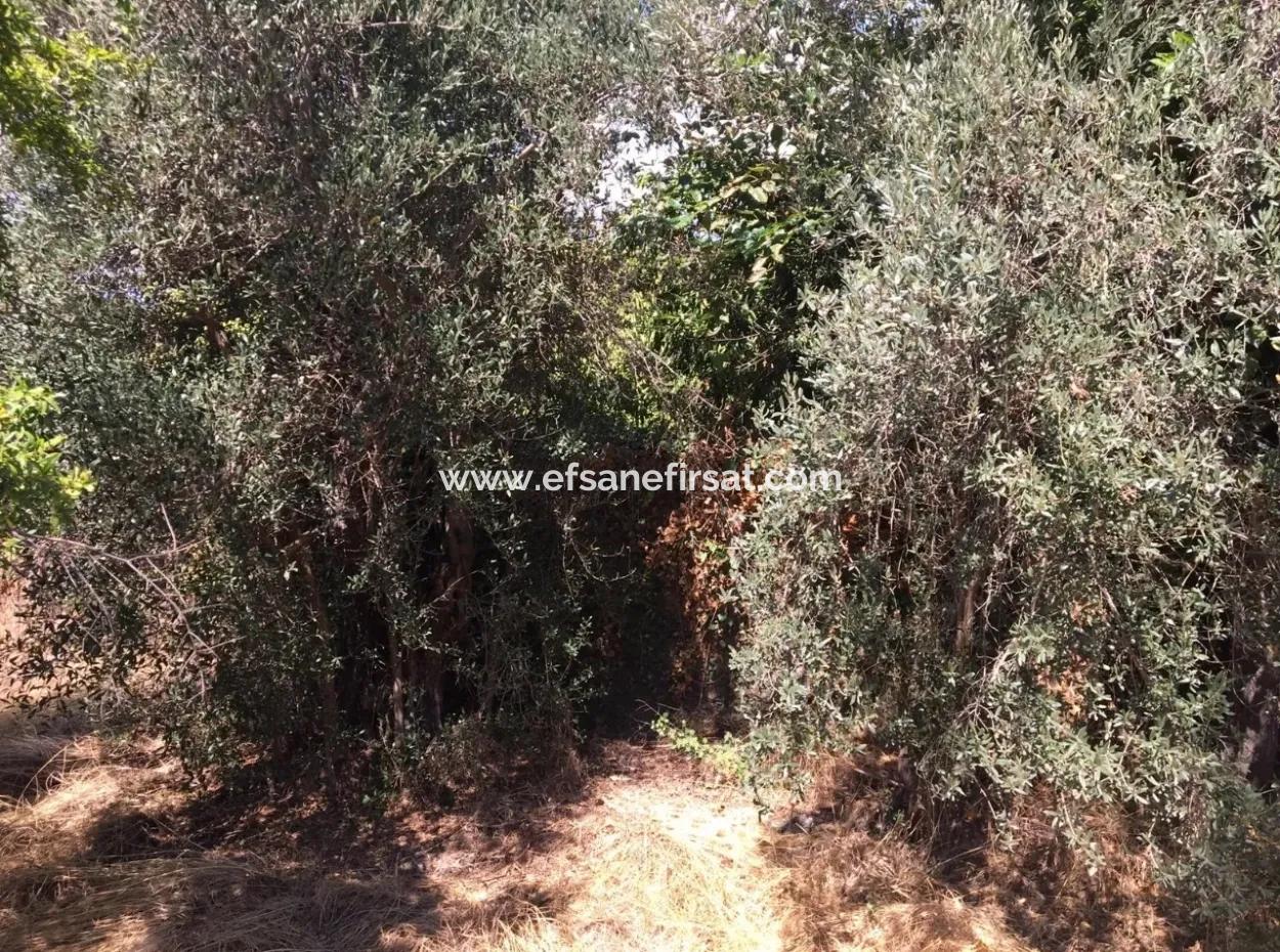 Köyceğiz Und Dalyan Mah. Dorf Haus Zum Verkauf