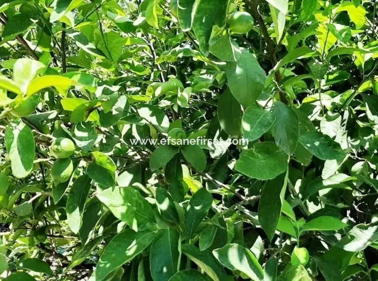 Zitrone Garten Zum Verkauf In Yesilyurt Ta Oriya Gelegenheit