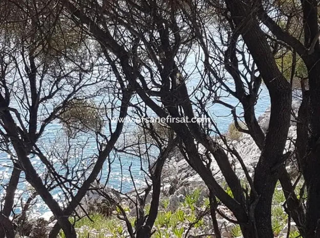 Dalyan, Gökbel De Meer Freistehend 1 300 M2 Olivenhain Zu Verkaufen