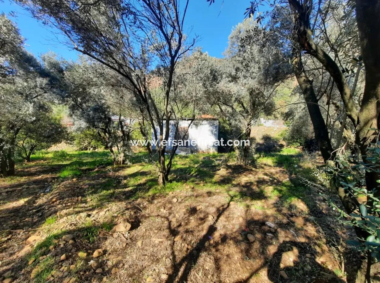 Köyceğiz Toparlarda 4 200 M2 Grundstück Einstöckiges Einfamilienhaus Zum Verkauf