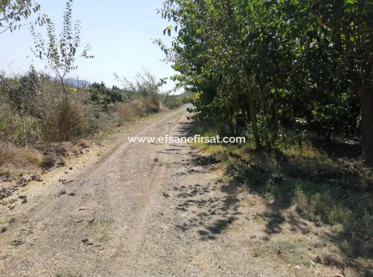 Granatapfelgarten Zum Verkauf In Mugla Ortaca Tepearasi