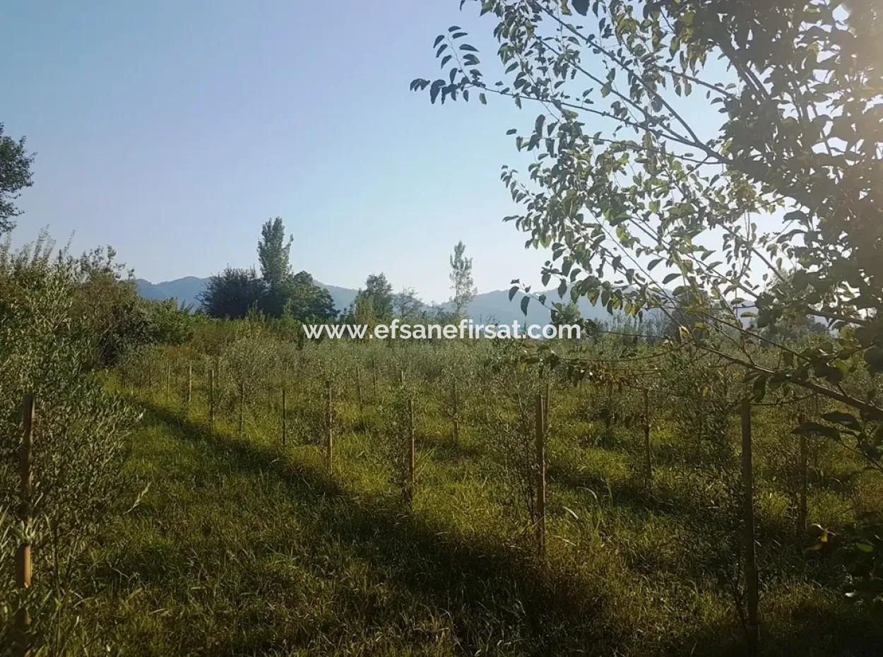 Schnäppchen-Grundstück Zu Verkaufen In Beyoba