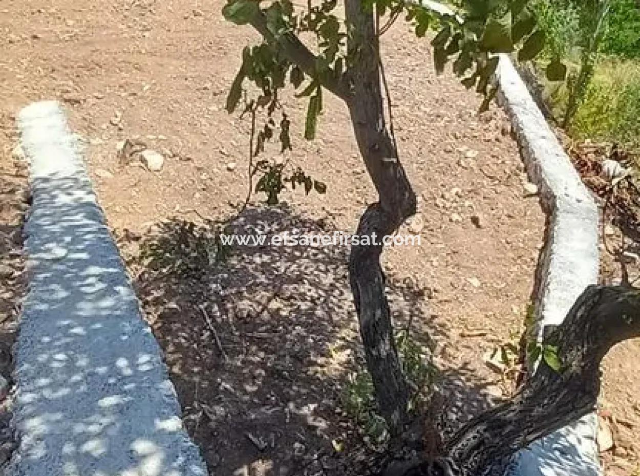 Freistehendes Grundstück Von 442 M2 Zum Verkauf In Denizli Çameli Ayvacık