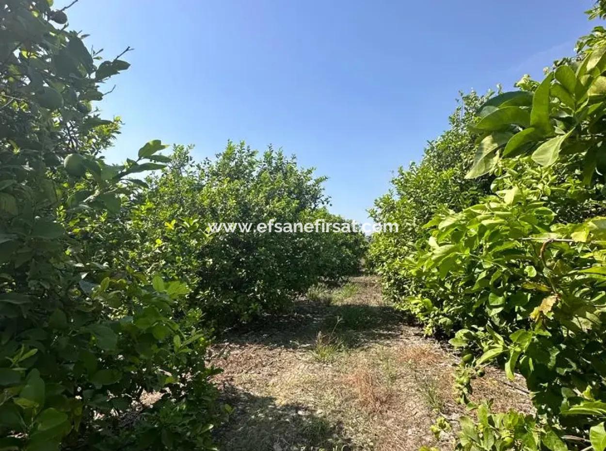 15 000 M2 Zitronenplantage Zum Verkauf In Eskiköy, Dalyan