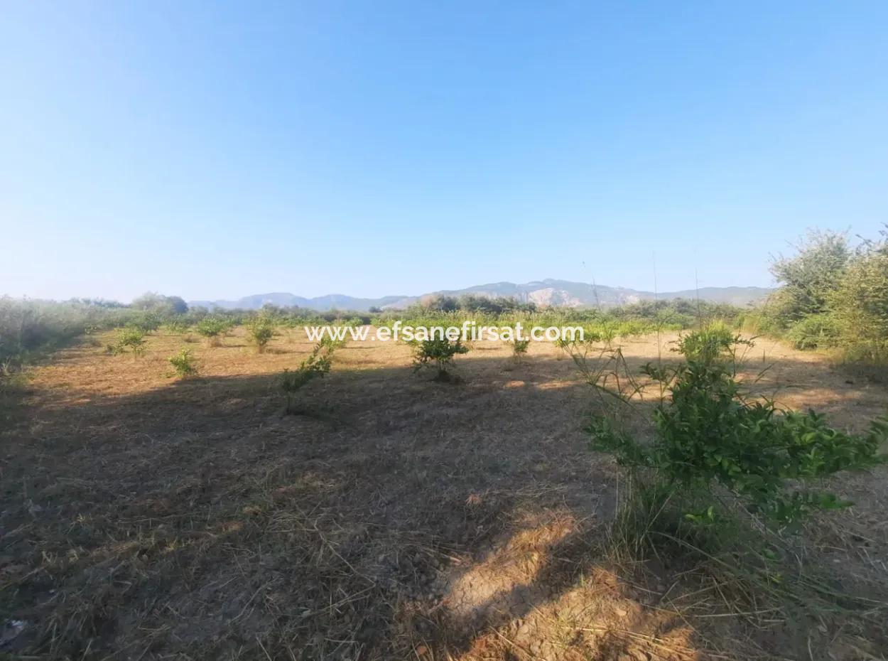 5000 M2 Zitrusplantage Zum Verkauf In Ortaca Dikmekavak