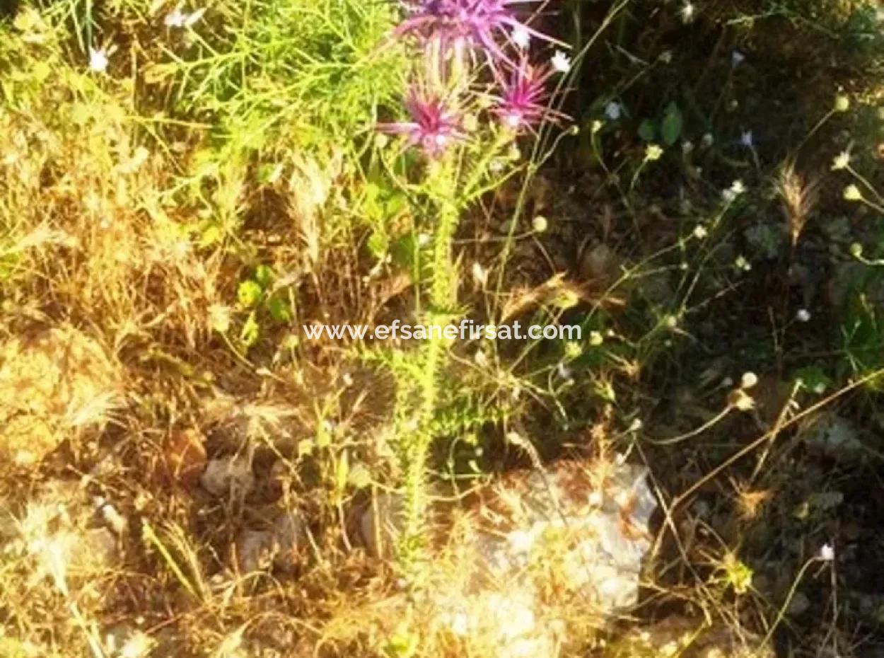 Grundstück Mit Meerblick Zum Verkauf In Boğaziçi Seydikemer