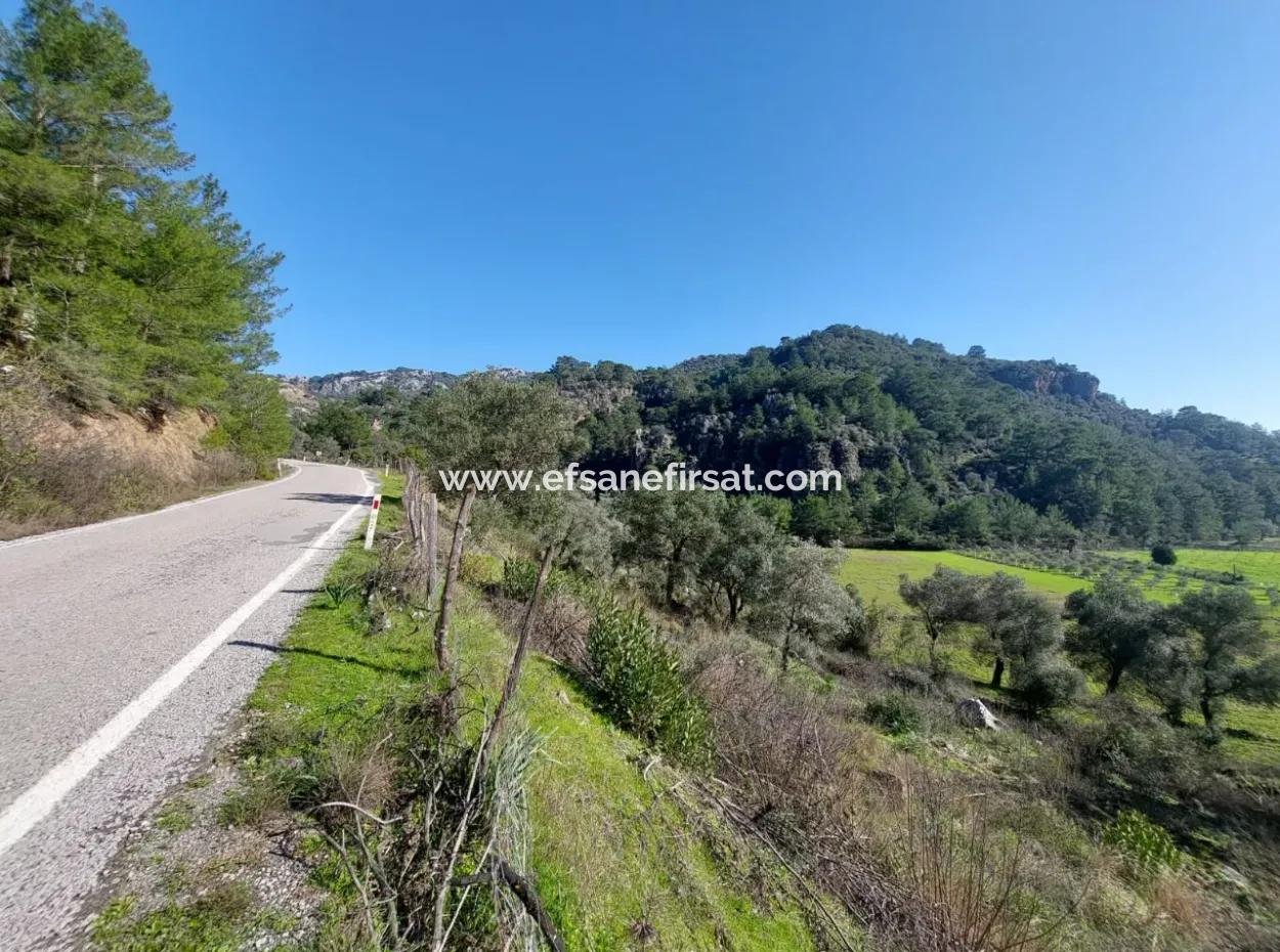 Muğla Dalyan Gökbelde 13 200 M2 Freistehende Eigentumsurkunde Olivenhain Zu Verkaufen