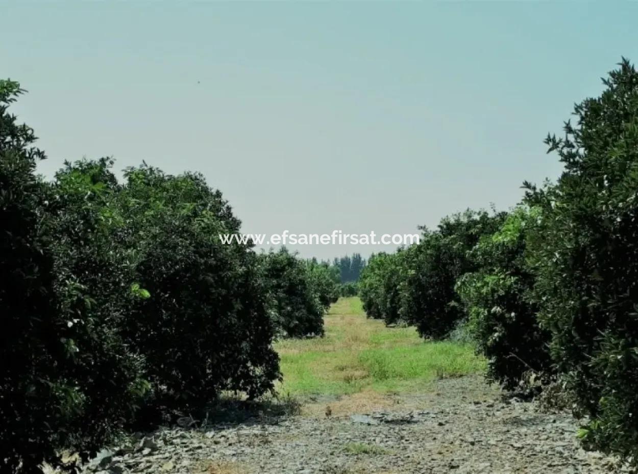 Tepearasi Schnäppchen Für Verkauf In Orange Grove