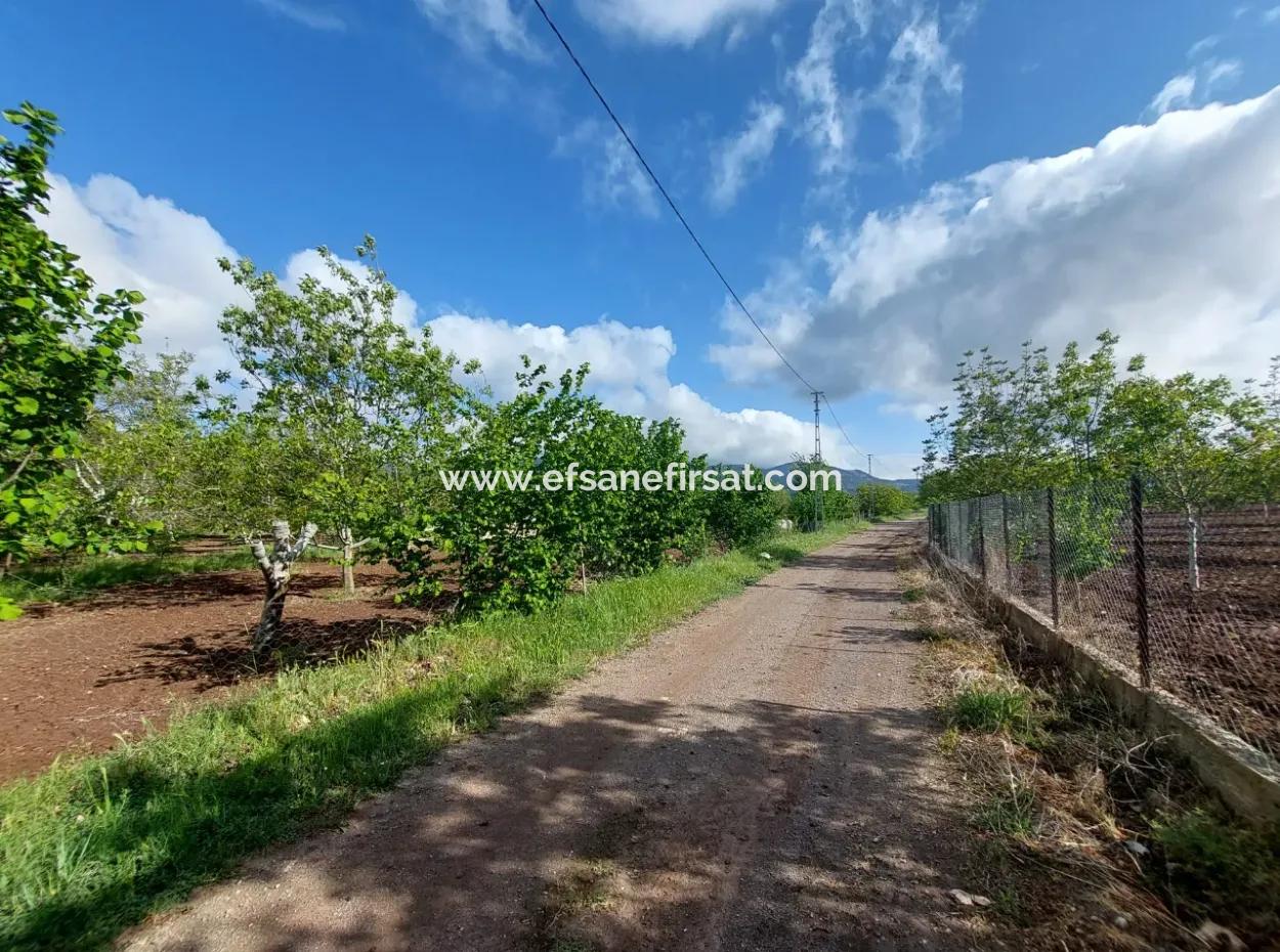 1000 M2 Grundstück In Çameli Kızılyaka, Zum Verkauf Oder Tausch Für 2 1 Wohnungen In Ortaca