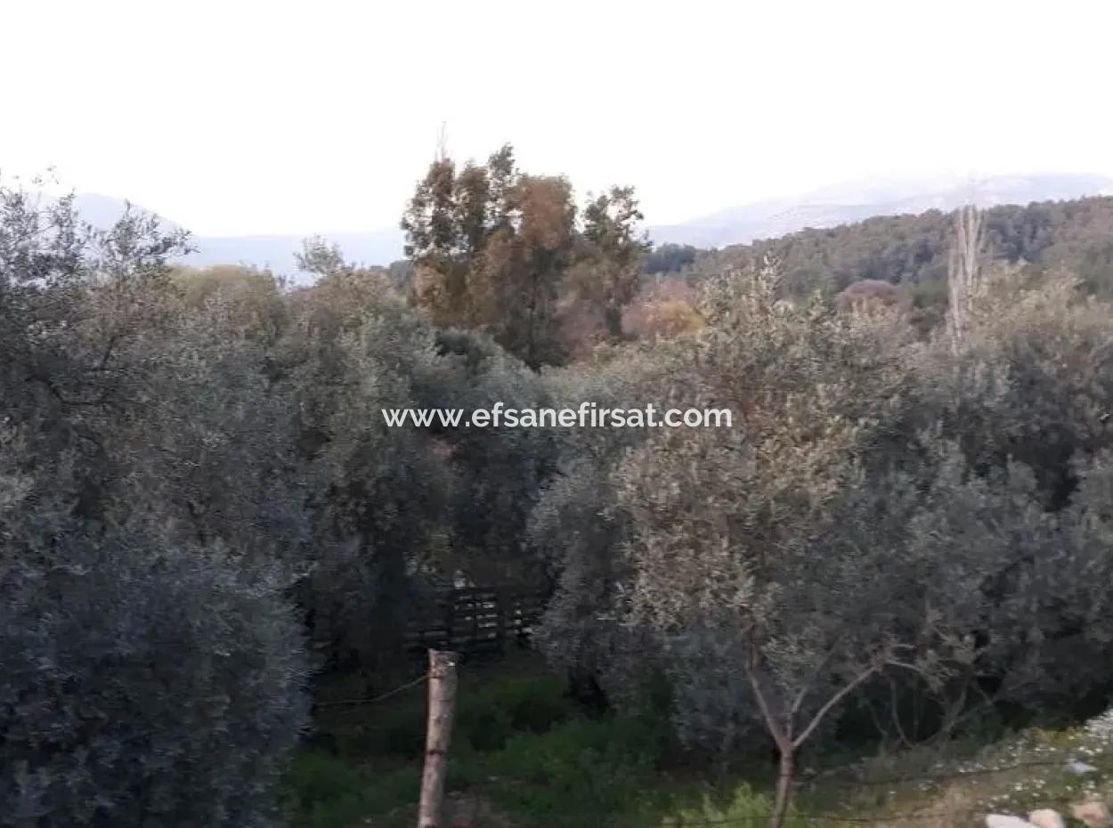 Garten Zum Verkauf In Köyceğiz Dorf