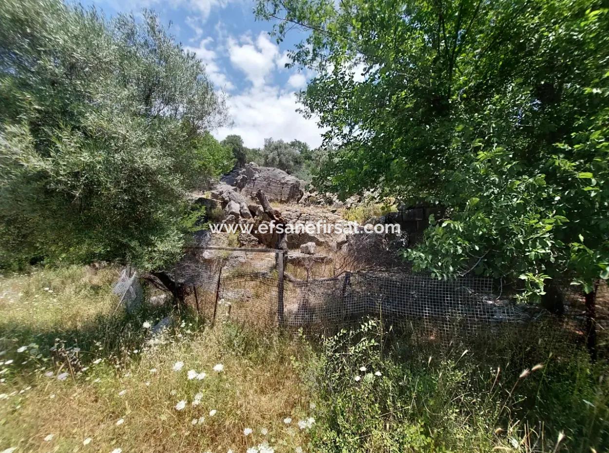 Köyceğiz Çandırda Freistehende Eigentumsurkunde 33.800 M2 Feld Zum Verkauf