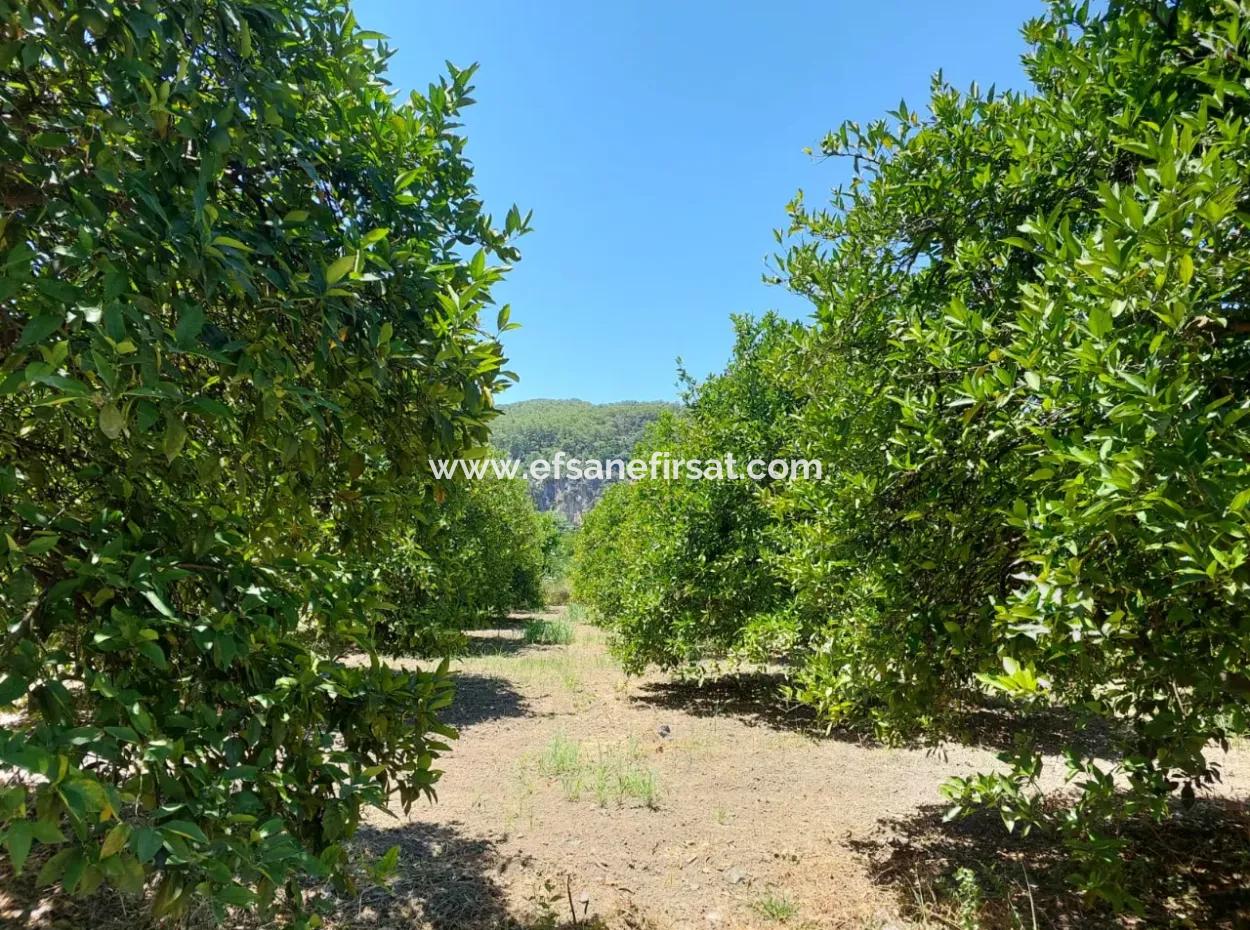 Muğla, Ortaca, Okçular Da, 1015, 69 M2, Freistehendes Grundstück Steht Zum Verkauf.