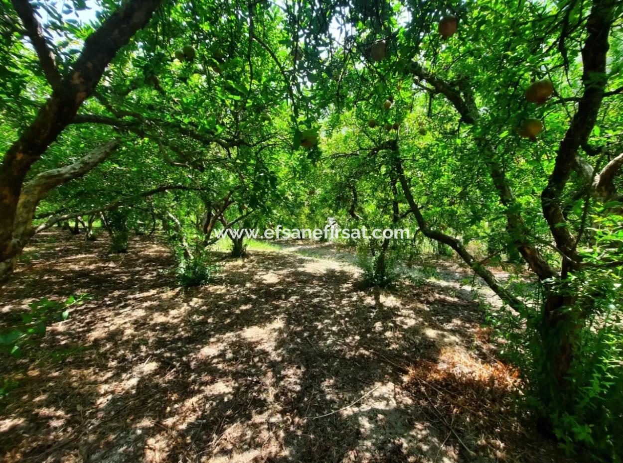 Muğla Dalyanda Mountain Zero, Waterside 10 500 M2 Granatapfelgarten Zum Verkauf