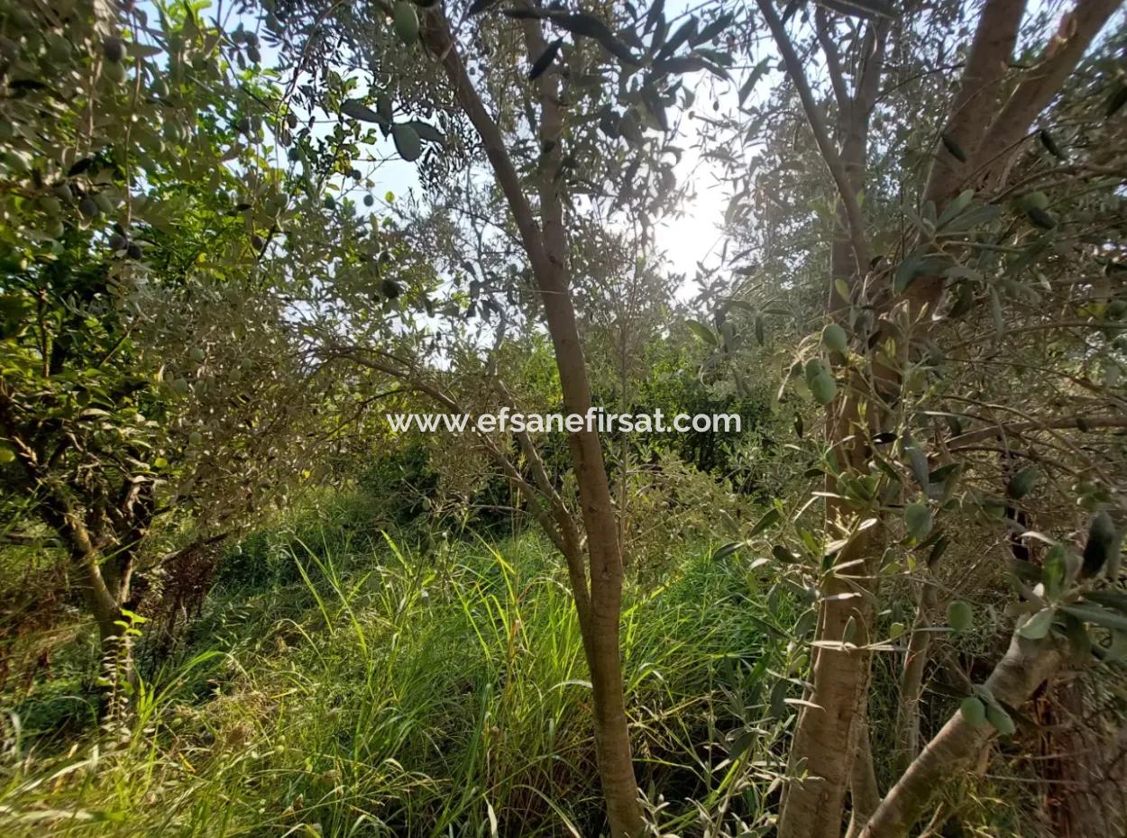 1.000 M2 Land Zum Verkauf In Ortaca Archers