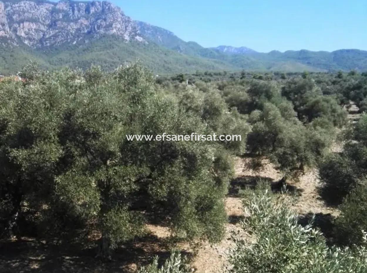 Er Absolvierte Seine Ausbildung An Koycegiz-See-Ansicht-Startseite Für Verkauf