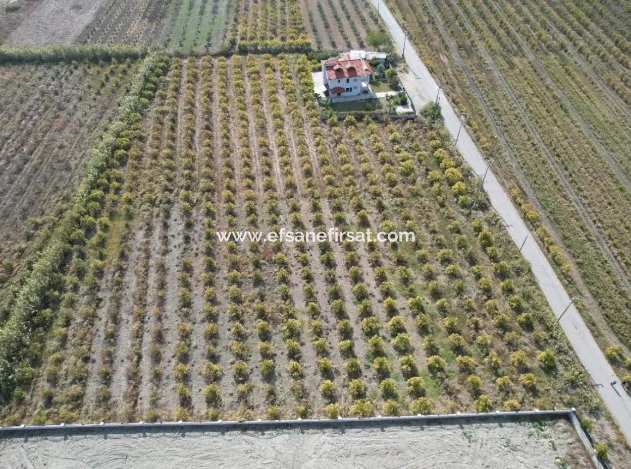 Muğla Dalyanda Kanal 2. Parzelle Freistehend 5.000 M2, 250 M2 Grundstück Mit Baurecht Zu Verkaufen