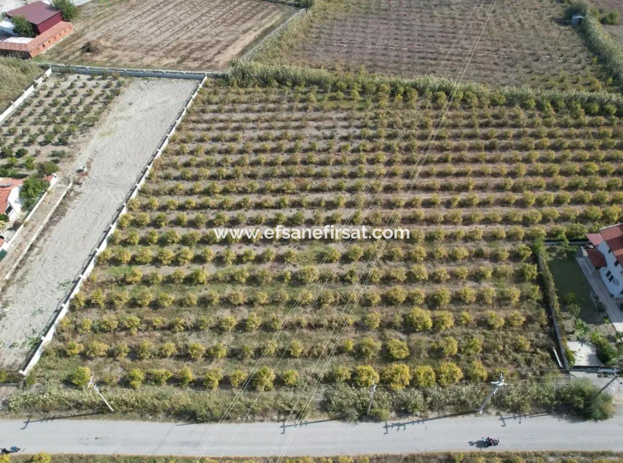 Muğla Dalyanda Kanal 2. Parzelle Freistehend 5.000 M2, 250 M2 Grundstück Mit Baurecht Zu Verkaufen