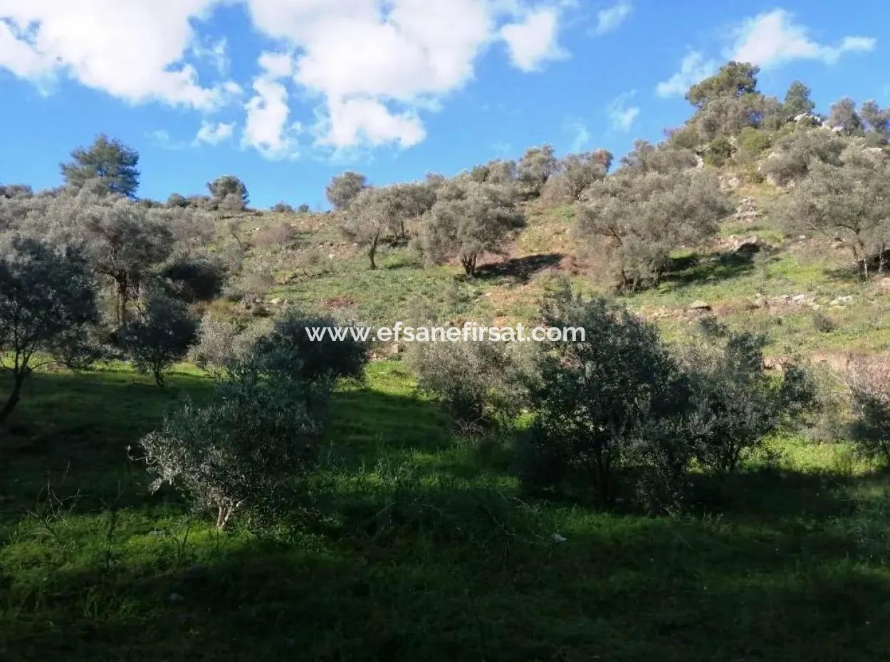 Mugla Ortaca Gokbel Schnäppchen Olivenhain Zum Verkauf