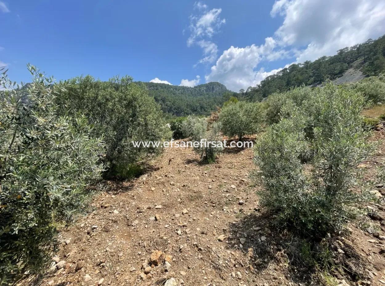 Dalaman, 500M2 Auf Der Seite Des Bozbel-Staudamms