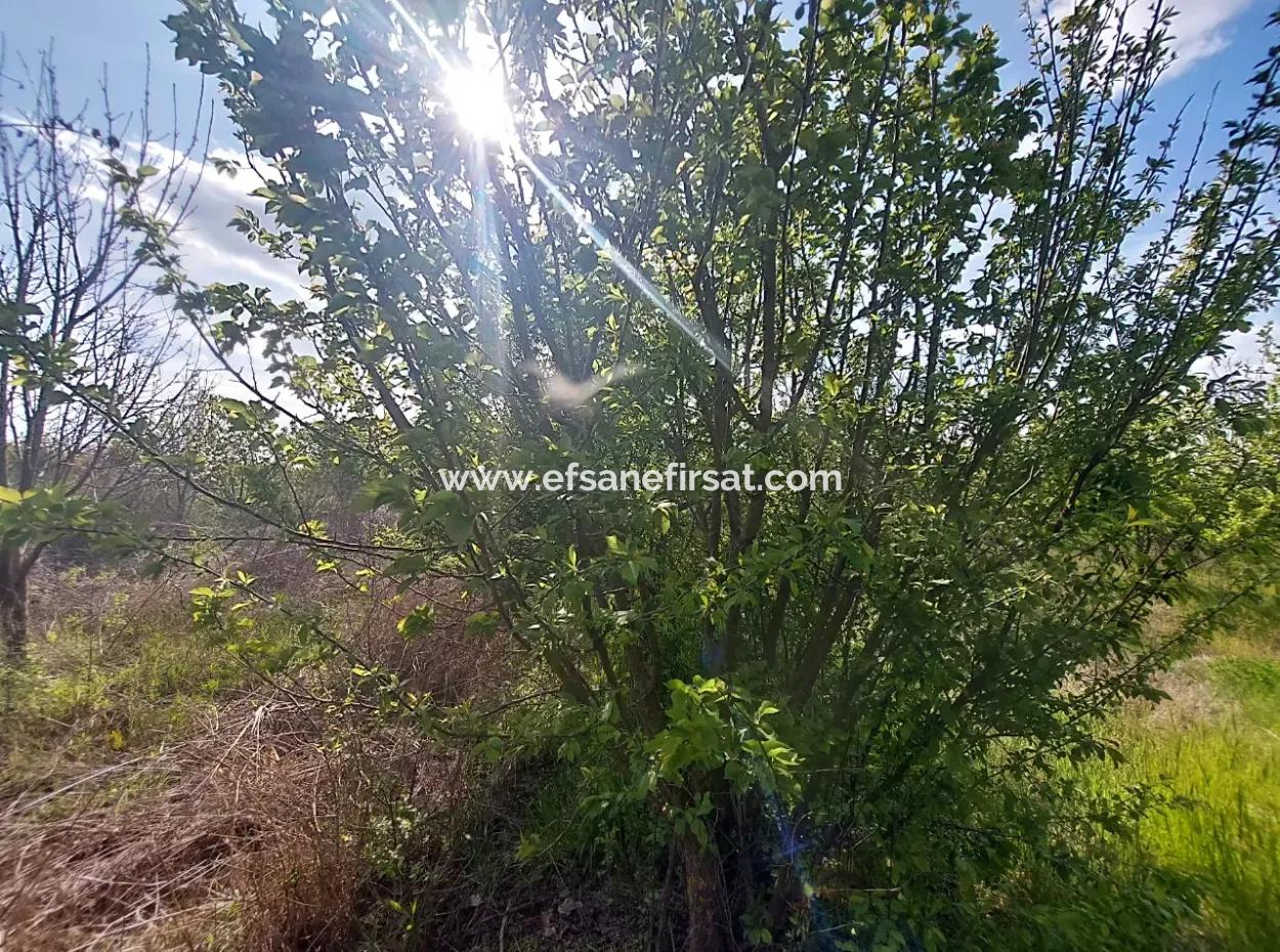 In Muğla Ortaca Eskiköy Stehen 12.805 M2 Land Mit Einem Anteil Zum Verkauf.