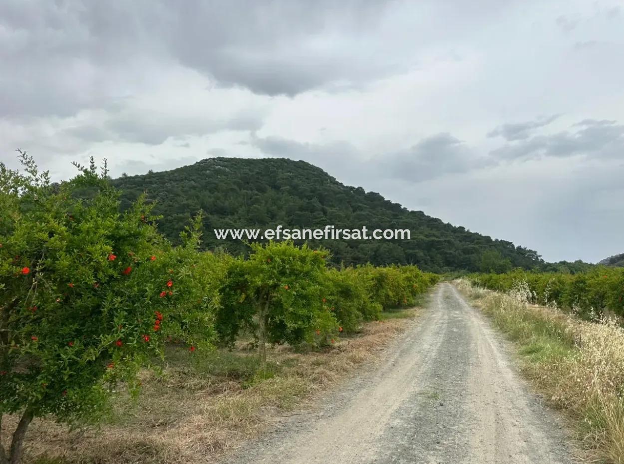 6.250 M² Gepflegter Schnäppchen-Granatapfelgarten Zum Verkauf In Dalyan, Muğla