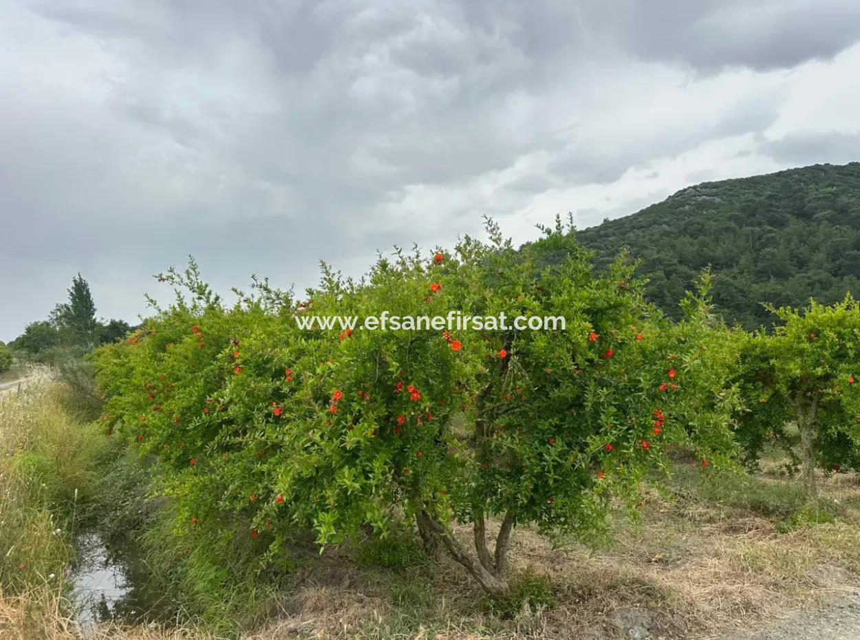 6.250 M² Gepflegter Schnäppchen-Granatapfelgarten Zum Verkauf In Dalyan, Muğla