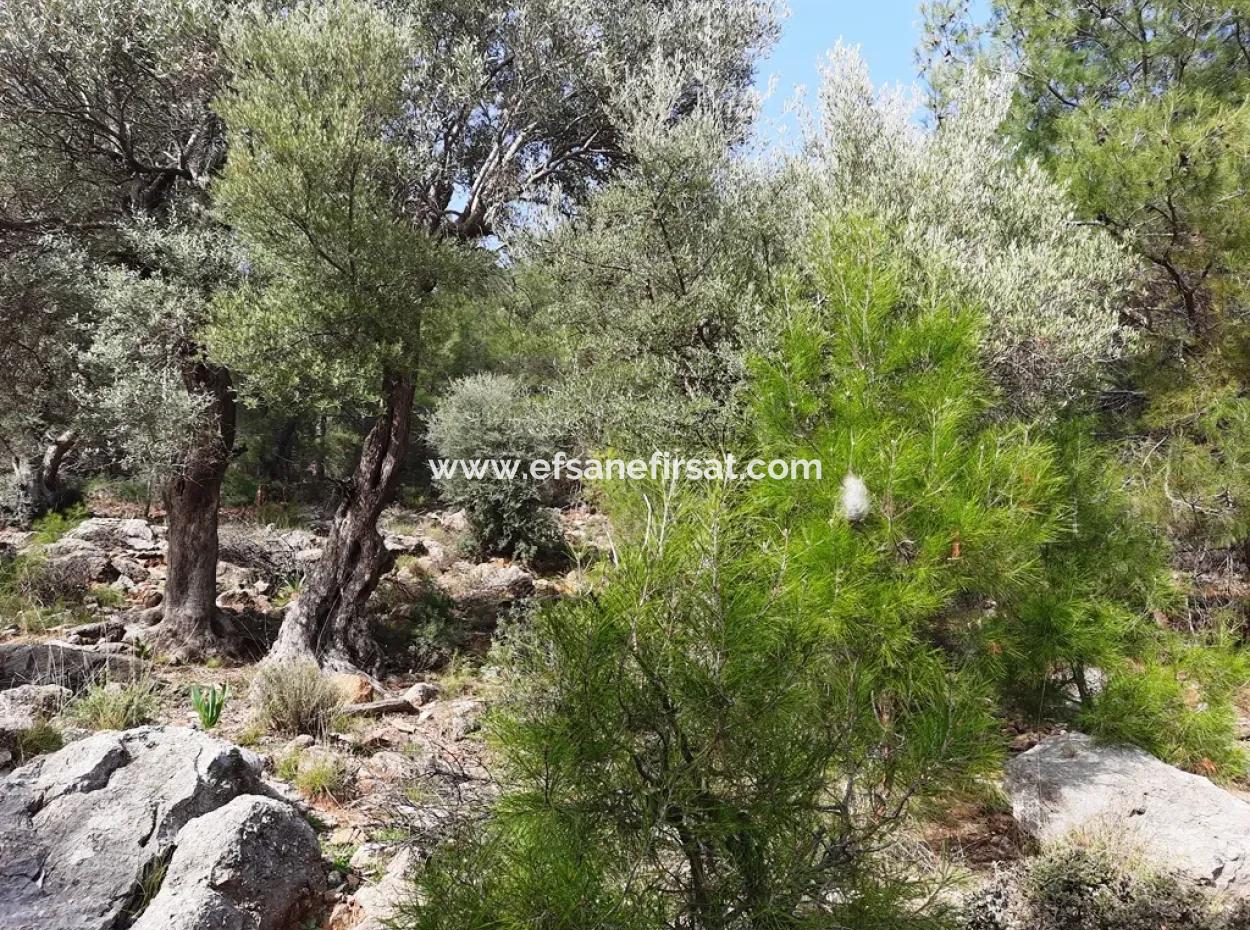 Das Besitzrecht An 3 100 M2 Treasury Land In Muğla Ortaca Dalyan Gökbel Wird Übertragen