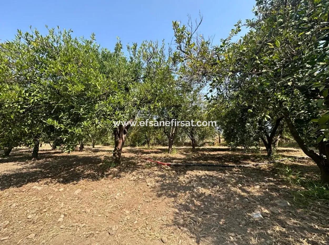 3 1 Möbliertes Einfamilienhaus Zu Vermieten