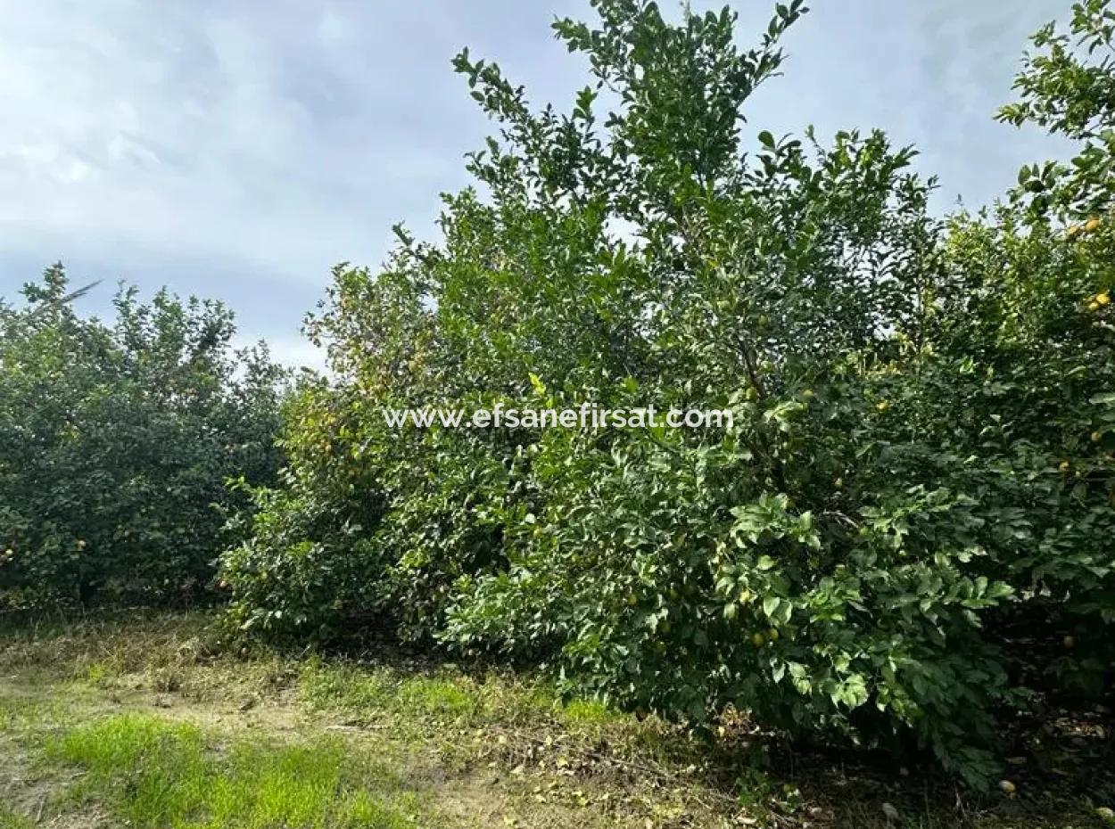 18 Hektar Land Zum Verkauf In Muğla Ortaca Akıncı